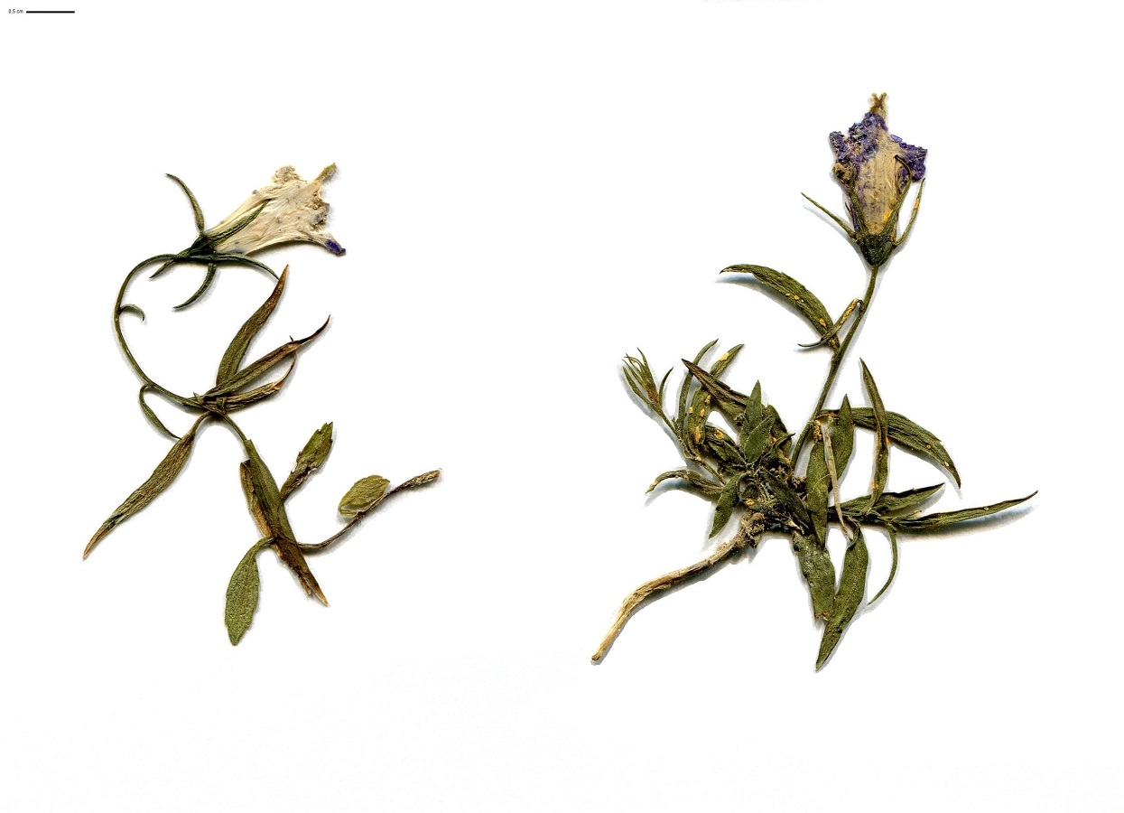 Campanula scheuchzeri subsp. ficarioides (Campanulaceae)